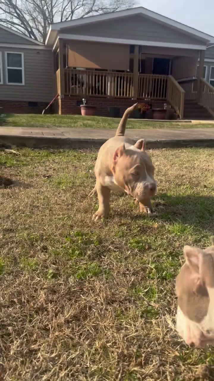 American Bully dogs for sale: Roxy - Video 1