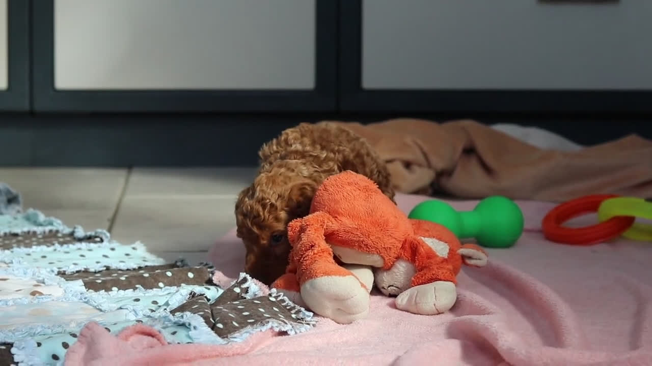 Goldendoodle dogs for sale: Oakley - Video 1