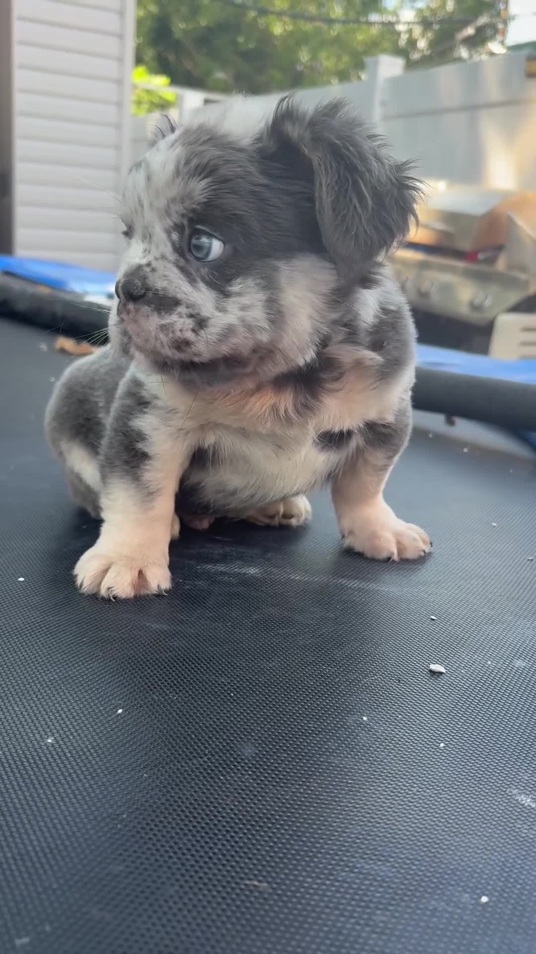 French Bulldog dogs for sale: El chapo  - Video 1