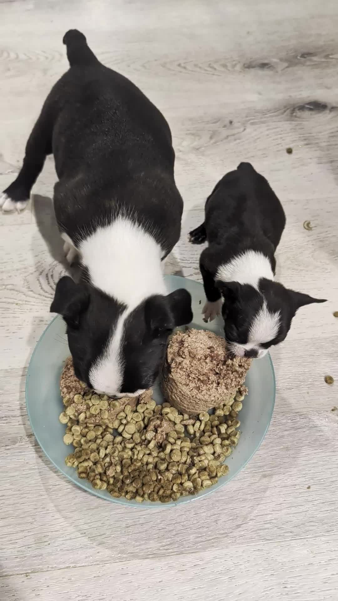 Boston Terrier dogs for sale: Perfect - Video 1
