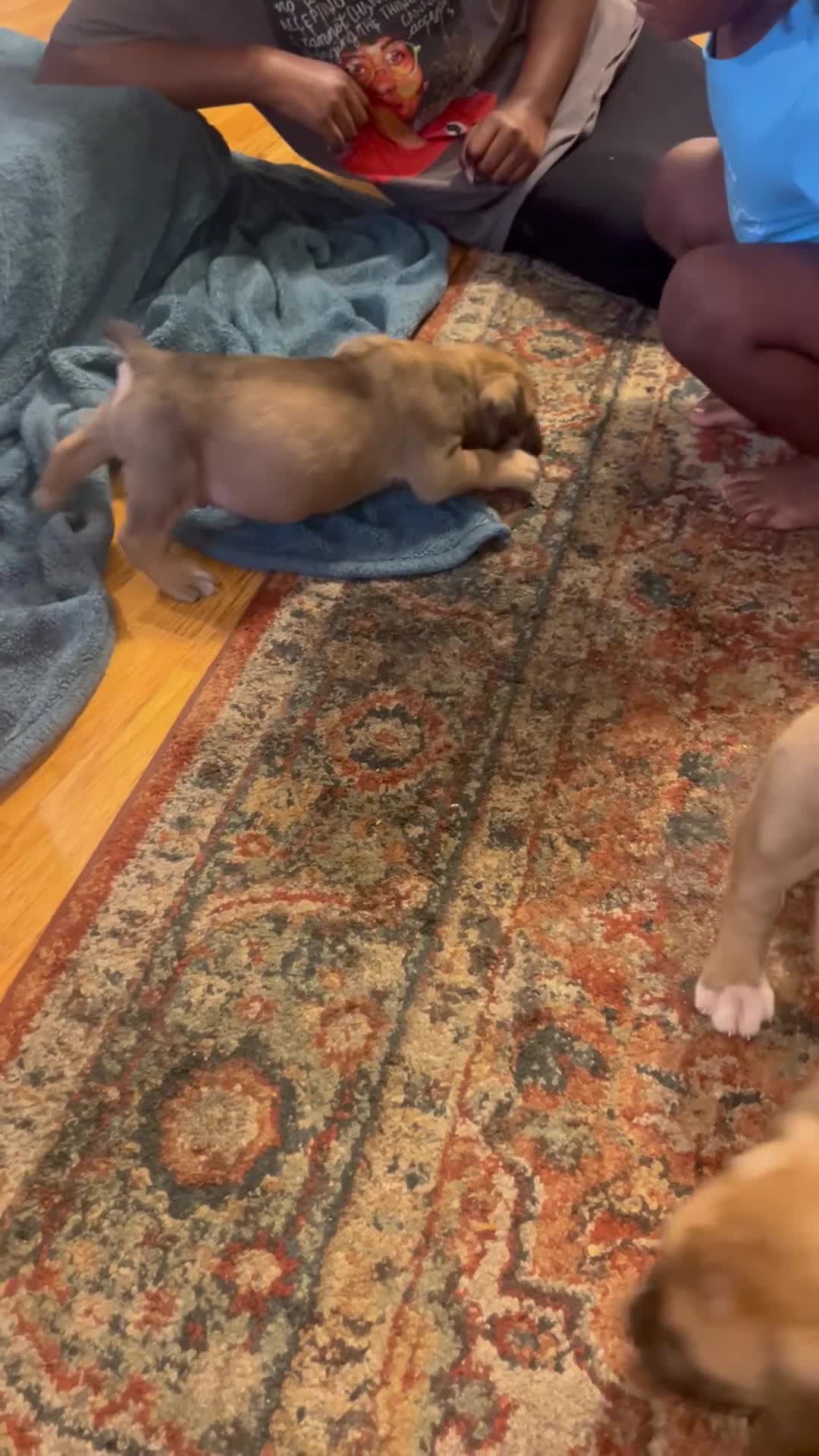 Mixed Breed dogs for sale: Big Boi - Video 1