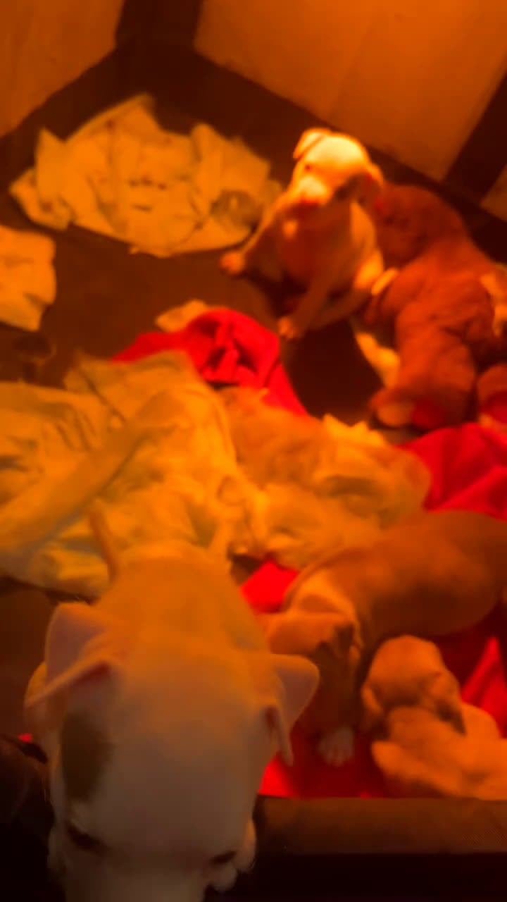 American Bully dogs for sale: American Bully Puppy 2 - Video 3