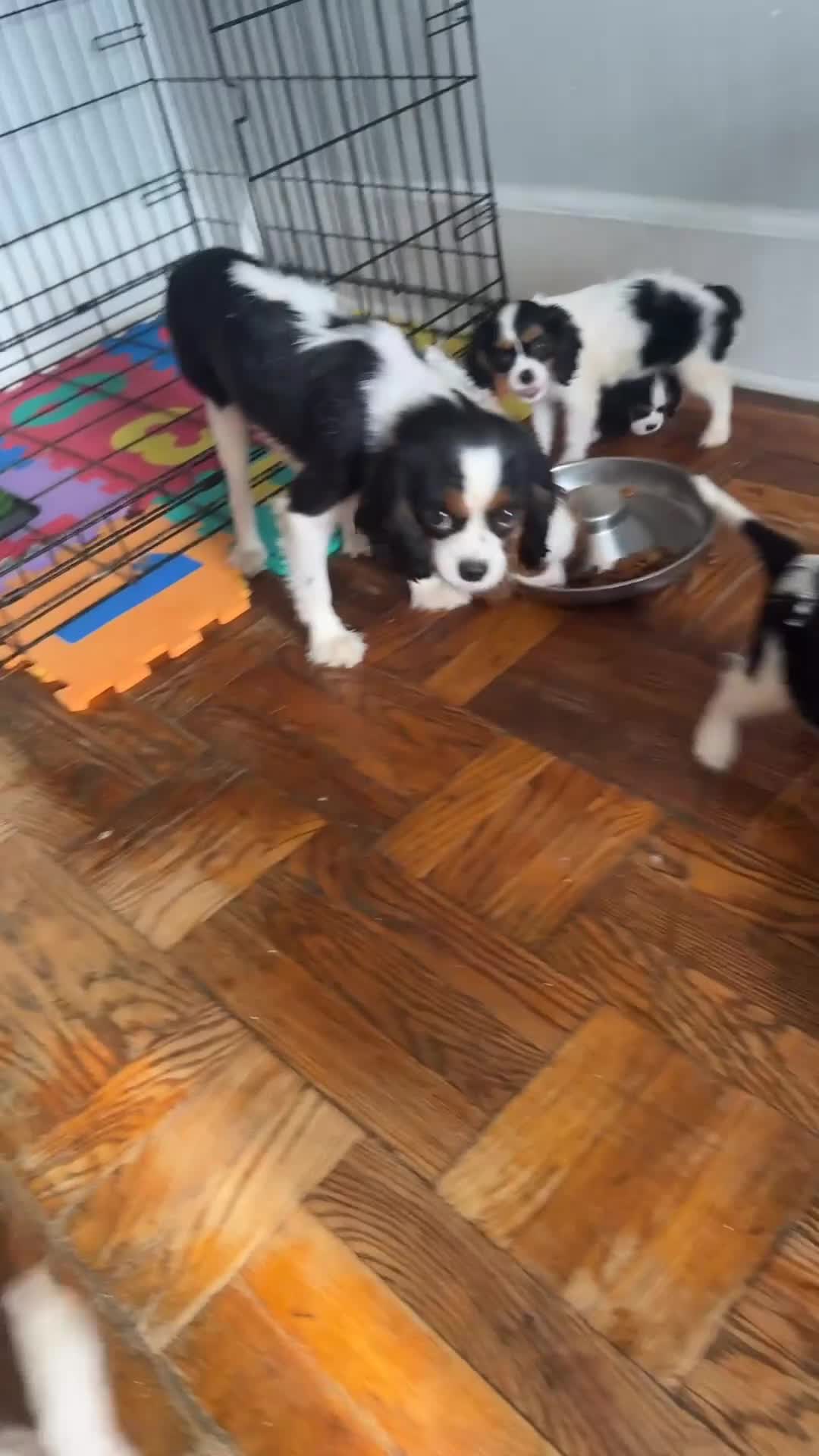 Cavalier King Charles Spaniel dogs for sale: Duke Jr. - Video 2