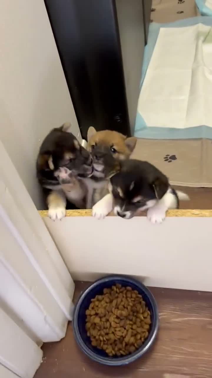 Shiba Inu dogs for sale: Shiba Inu 1 - Video 1