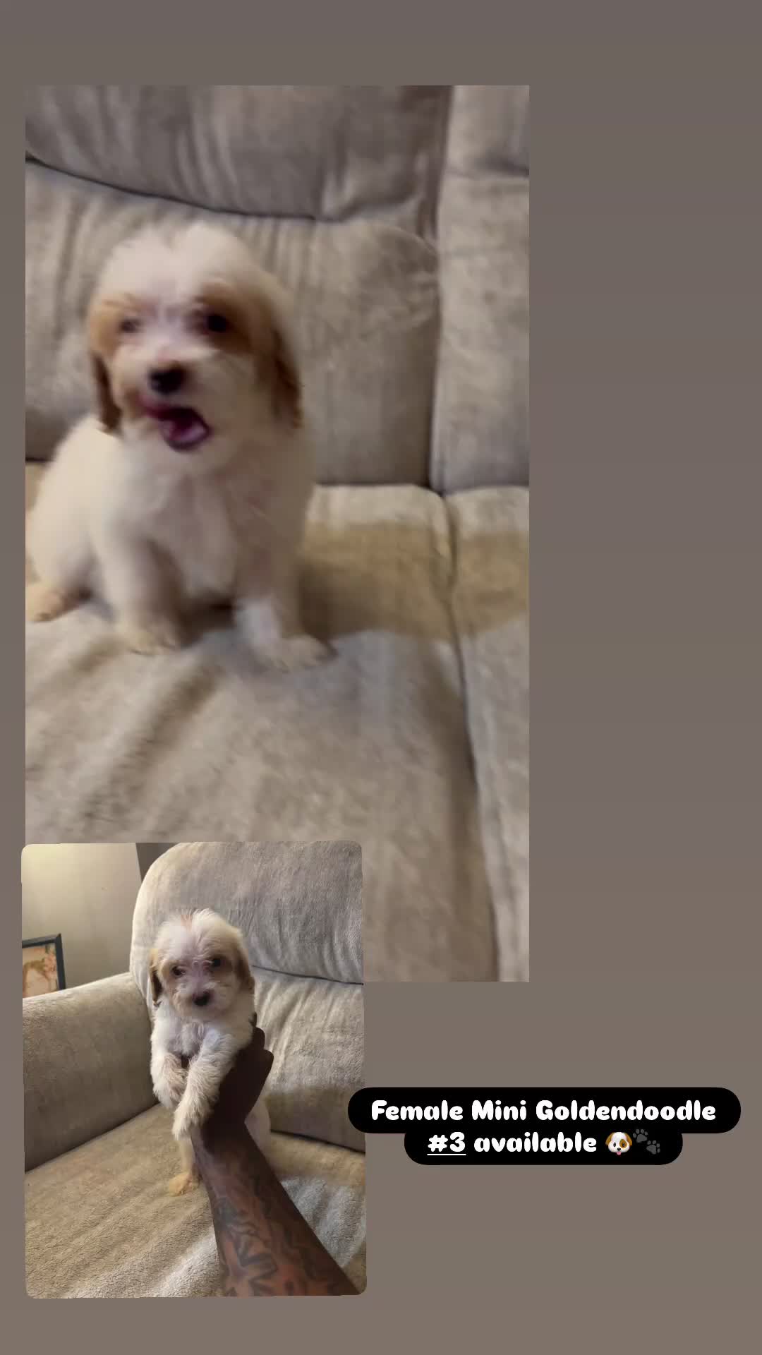 Mini Goldendoodle dogs for sale: Mini Goldendoodle 3 - Video 1