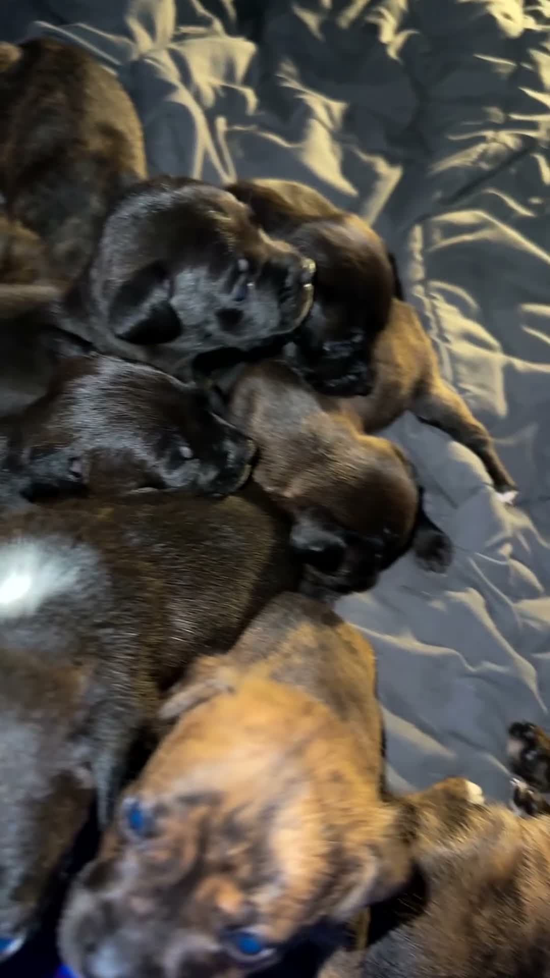 Mixed Breed dogs for sale: Mixed Breed 1 - Video 3