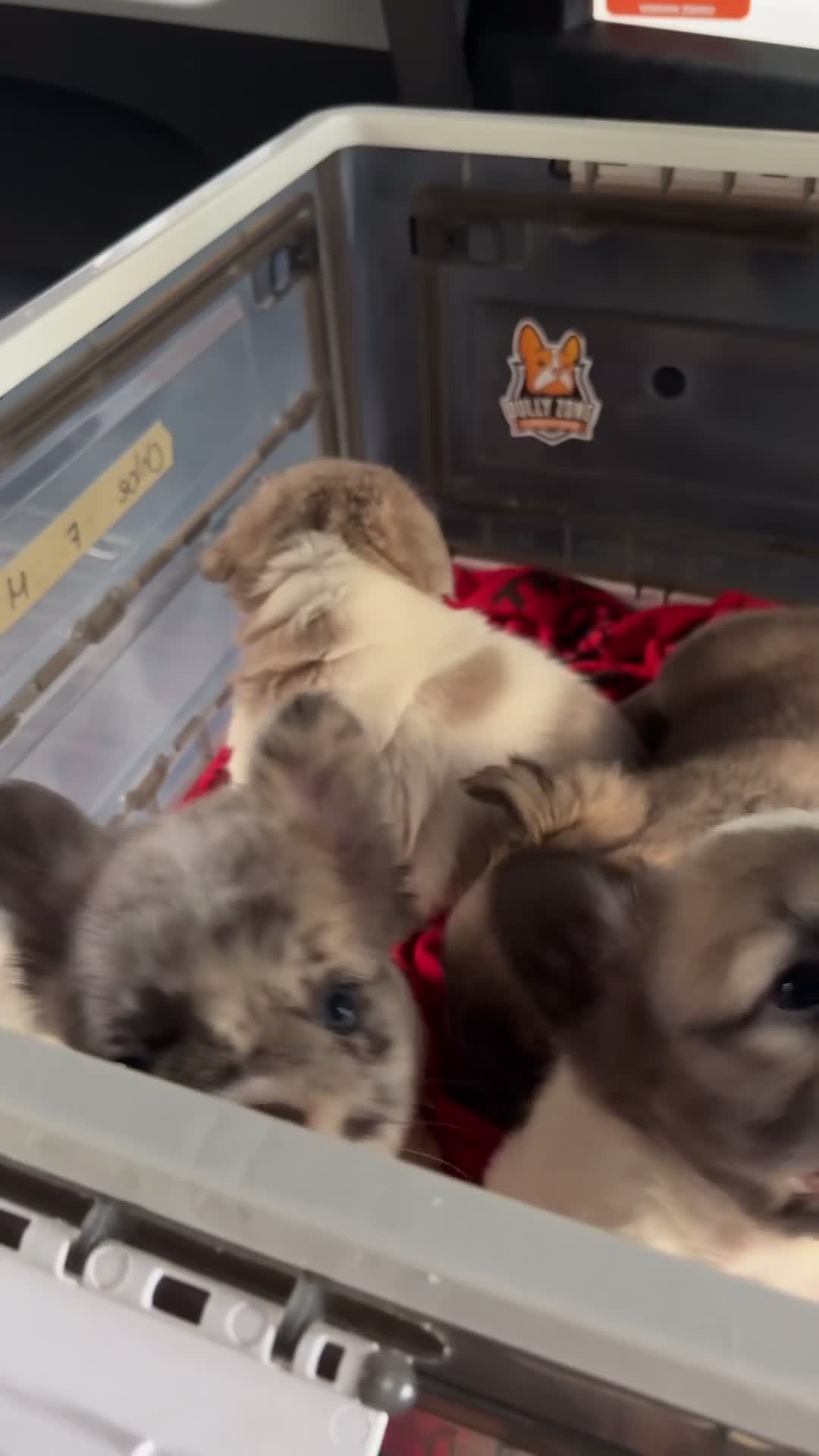 French Bulldog dogs for sale: Daisy - Video 4