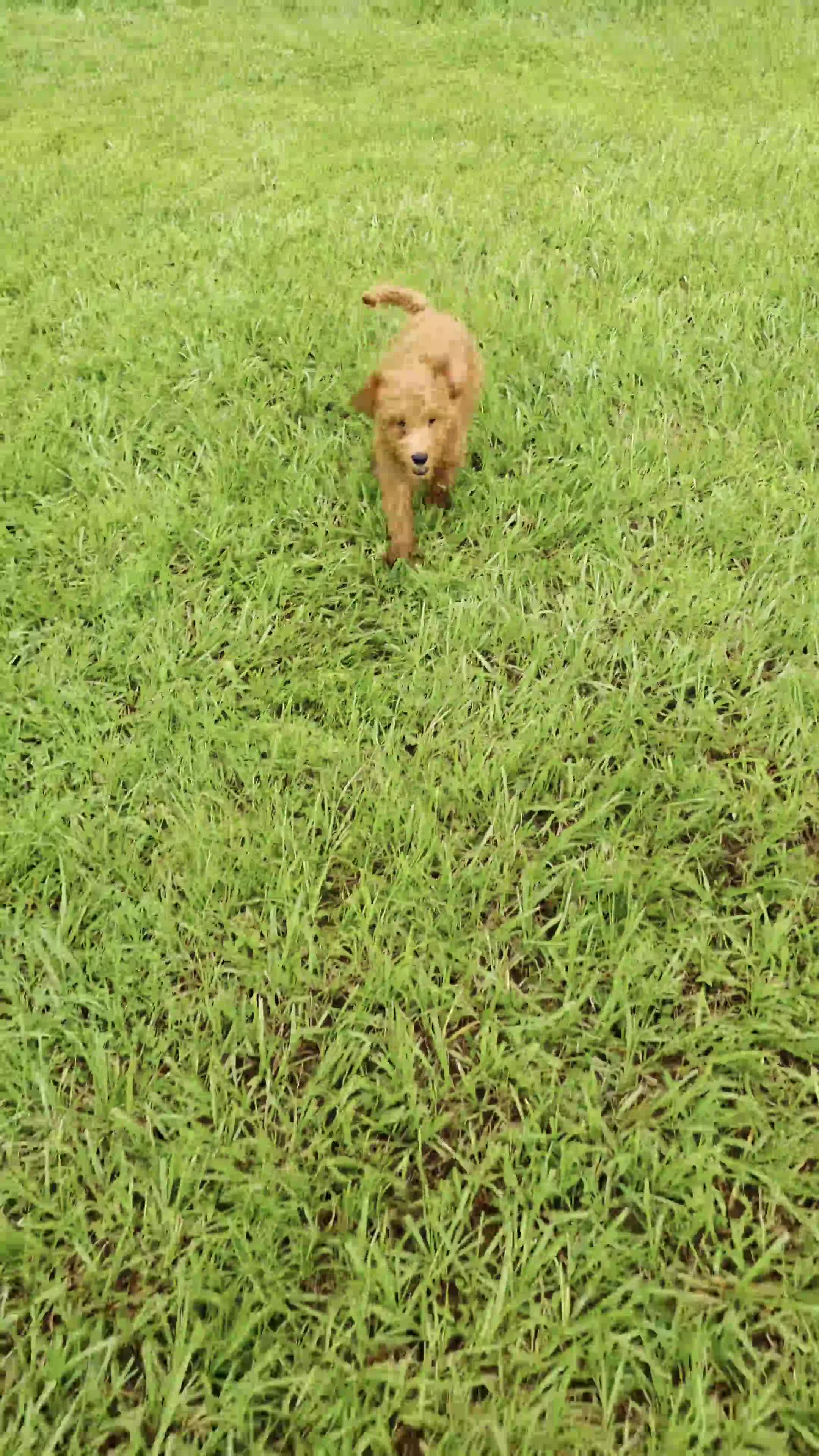 Goldendoodle dogs for sale: Milo - Video 1