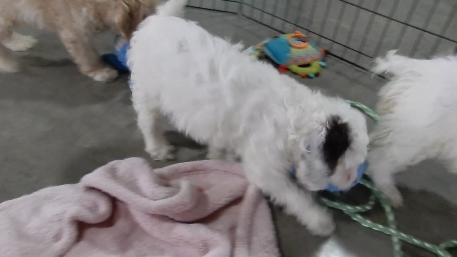 Cockapoo dogs for sale: Angel - Video 2