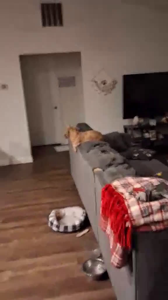 Shih Tzu dogs for sale: Dallas - Video 1