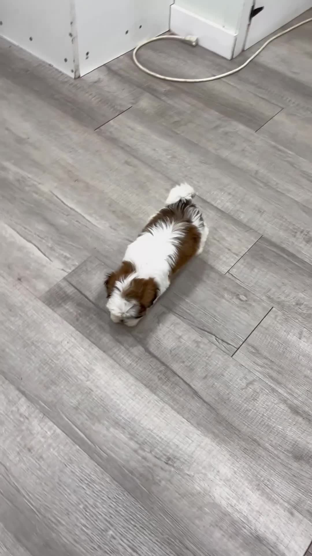 Shih Tzu dogs for sale: Cruze - Video 1