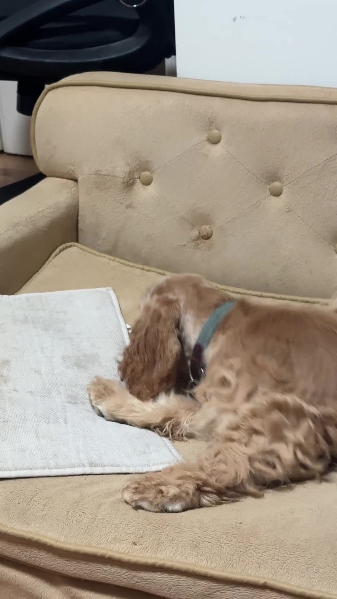 Cocker Spaniel dogs for sale: Luna- Akc Cocker Spaniel  - Video 1