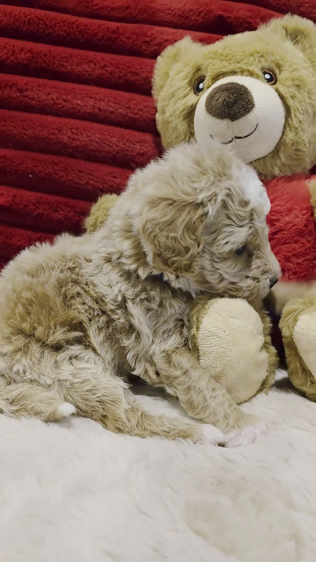Mini Goldendoodle dogs for sale: Angel   - Video 1
