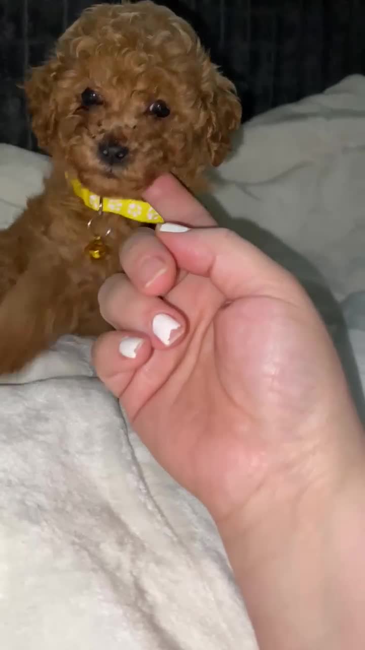 Toy Poodle dogs for sale: Bentley  - Video 1