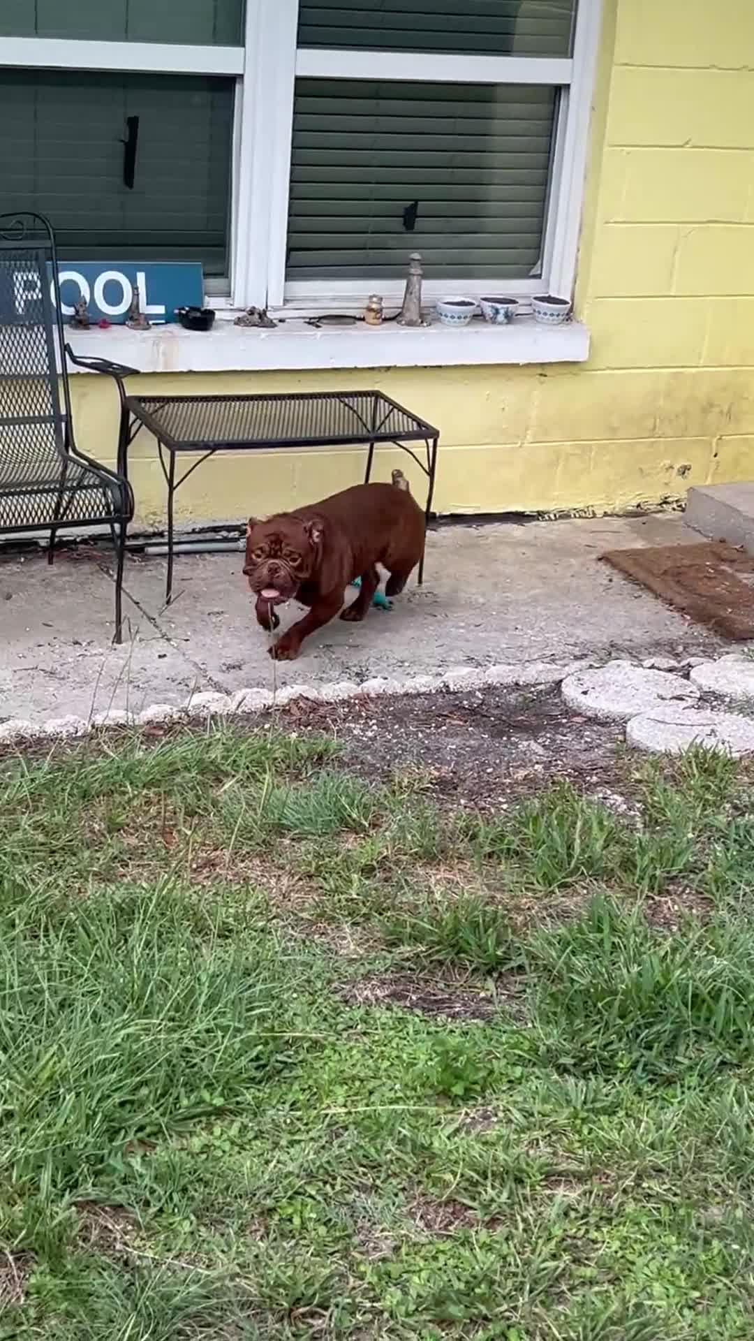 Mixed Breed dogs for sale: Mixed Breed 1 - Video 1