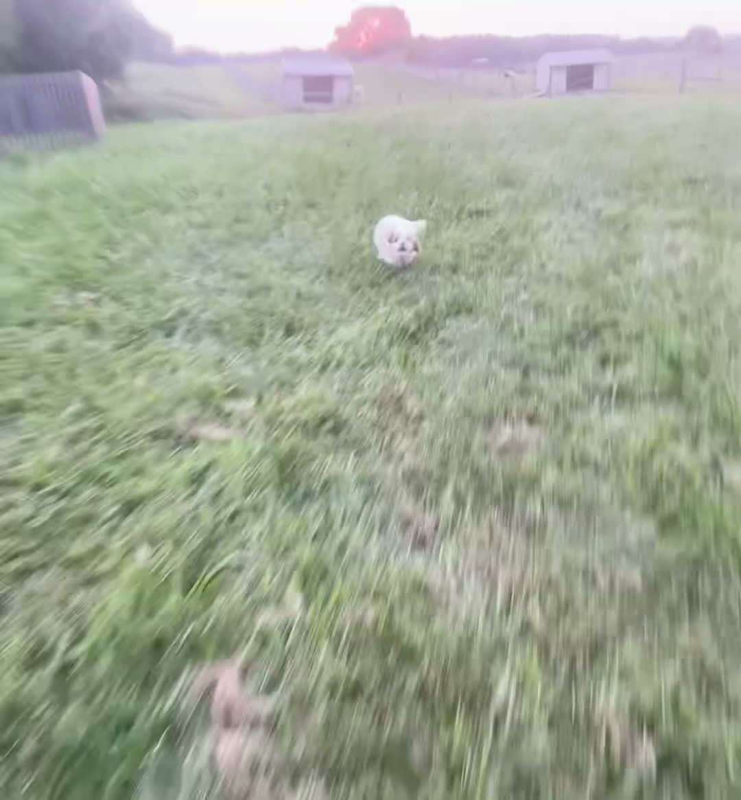 Cavapoo dogs for sale: Jett - Video 1