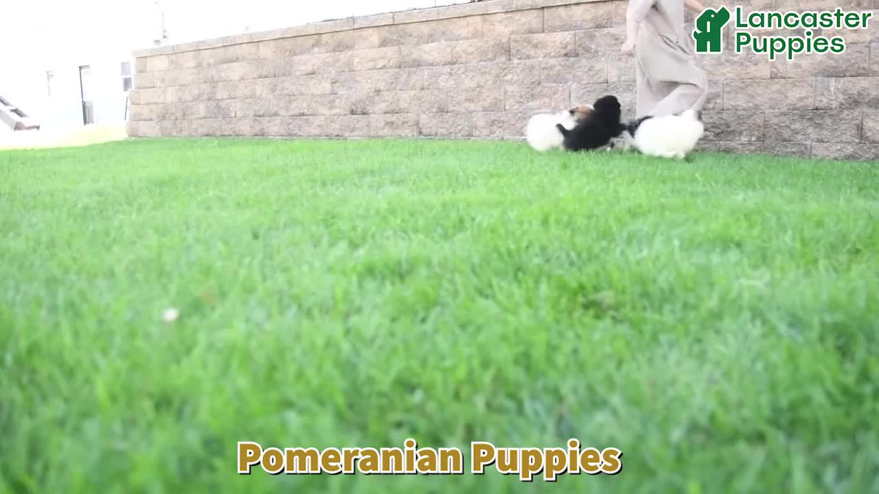 Pomeranian dogs for sale: Katelyn - Video 1