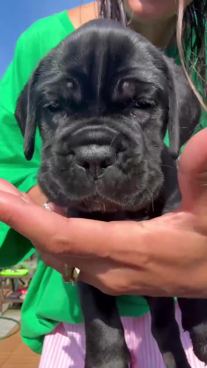 Cane Corso dogs for sale: BRUNO - Video 1
