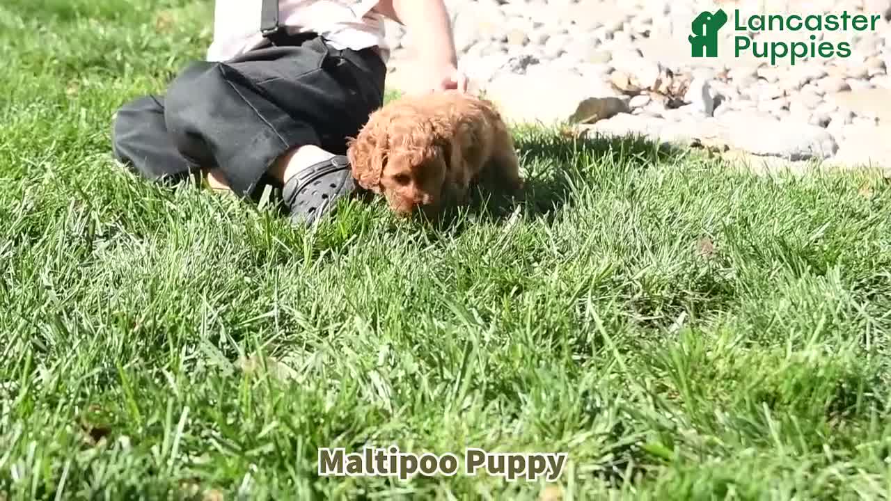 Maltipoo dogs for sale: Cinnamon F1B - Video 1