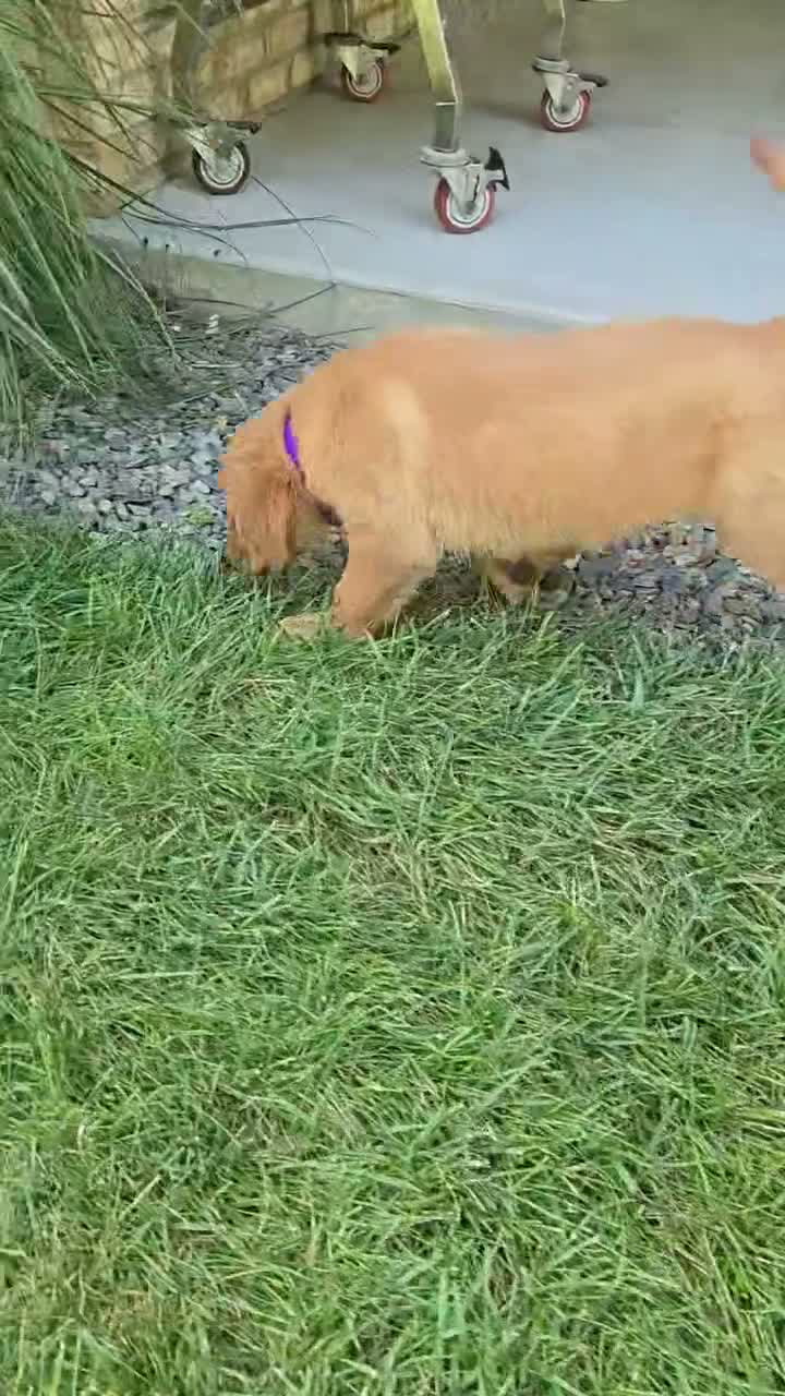 Golden Retriever dogs for sale: Golden Retriever 1 Layla - Video 1