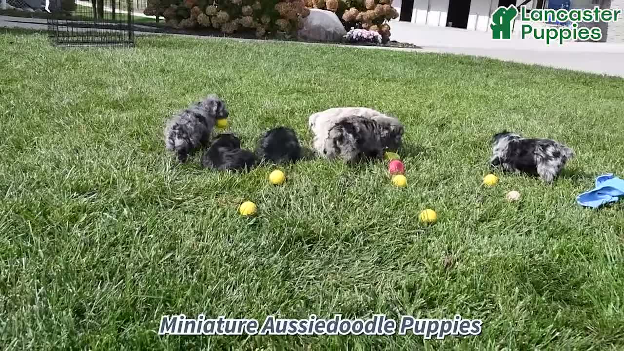 Mini Aussiedoodle dogs for sale: Elsie - Video 1