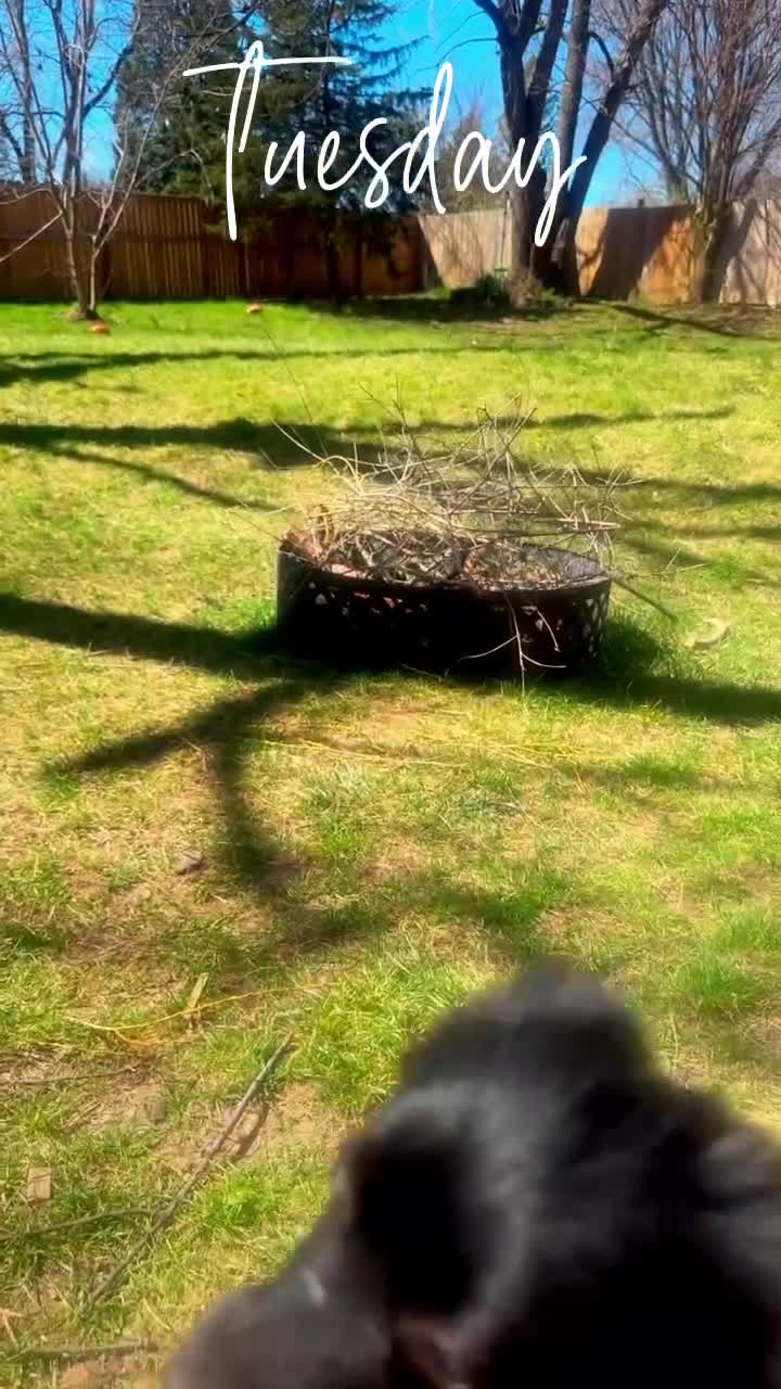 Pomeranian dogs for sale: Pomeranian 2 - Video 1