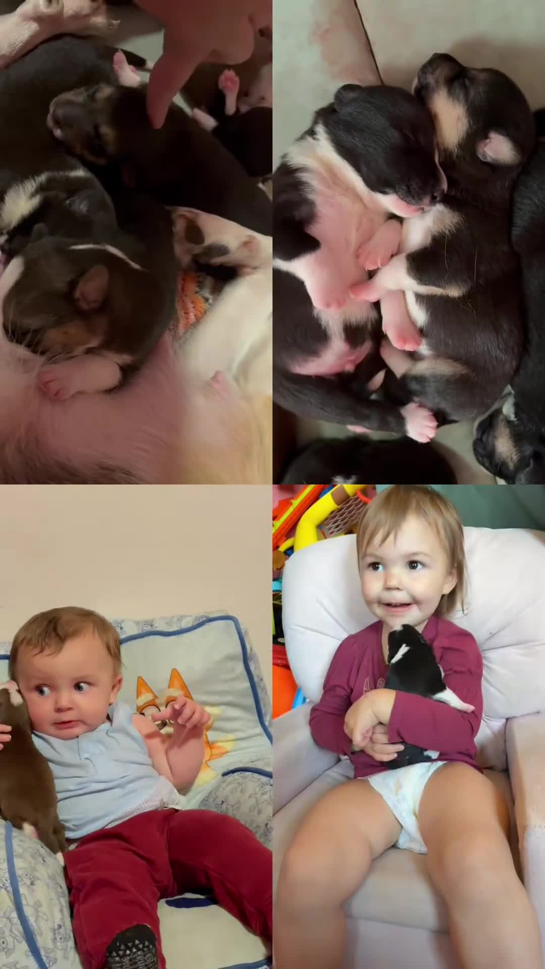 Mixed Breed dogs for sale: Mixed Breed Puppy 6 - Video 3