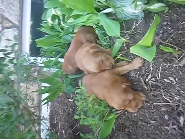 Mixed Breed dogs for sale: Tanner - Video 1
