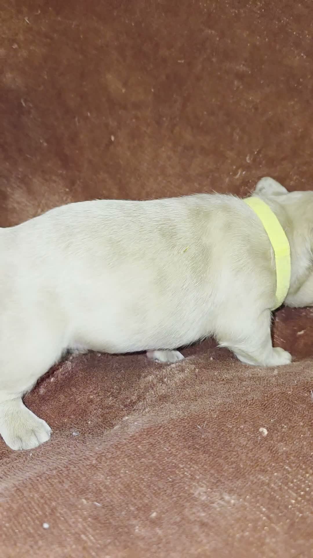 French Bulldog dogs for sale: Scrappie - Video 1