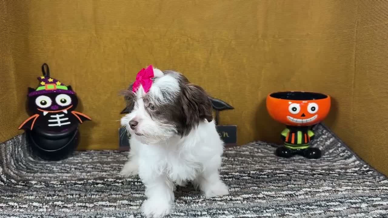Shihpoo dogs for sale: Shihpoo 3 - Video 1