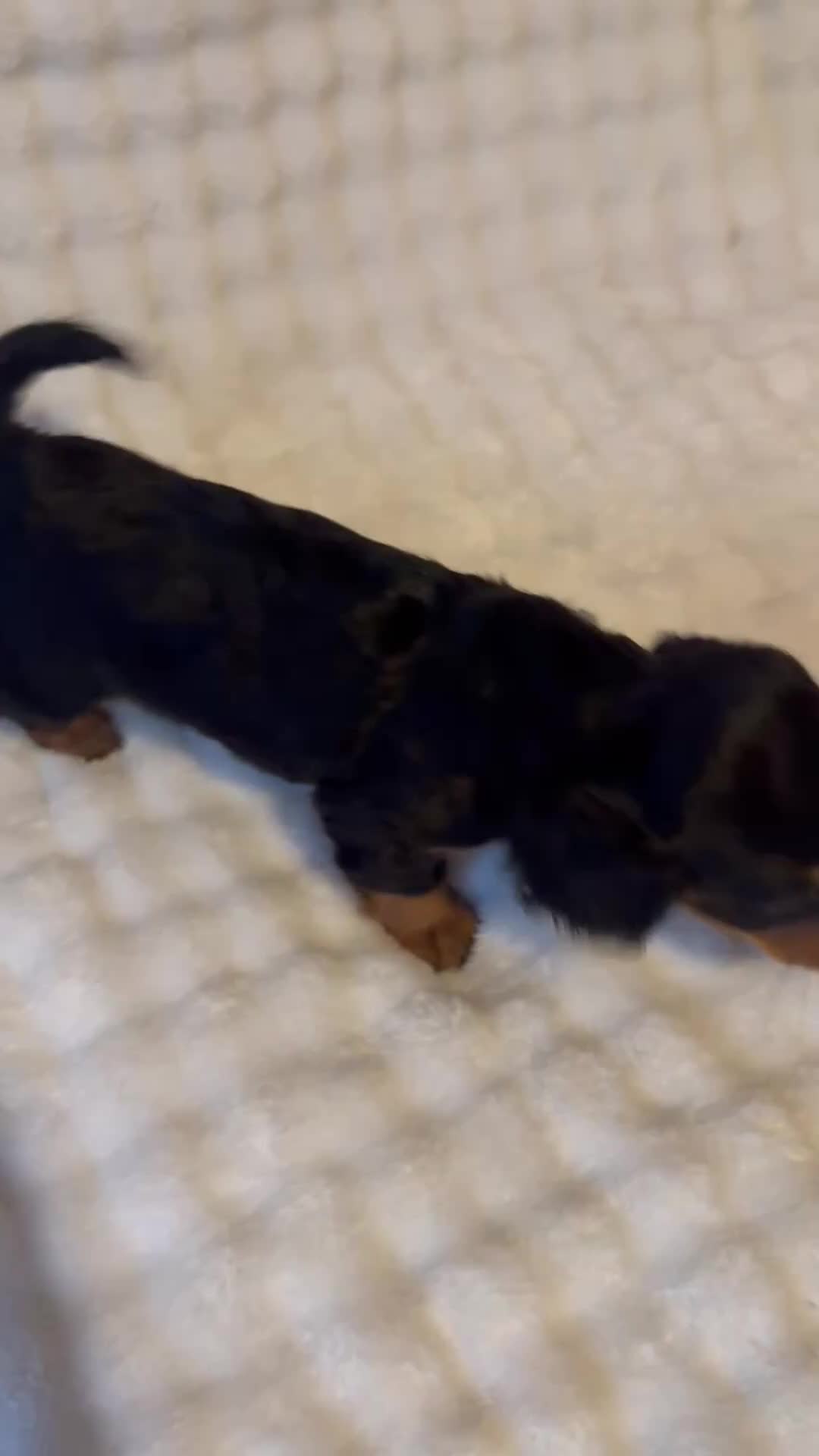 Miniature Dachshund dogs for sale: Long haired mini *Tilly* - Video 2