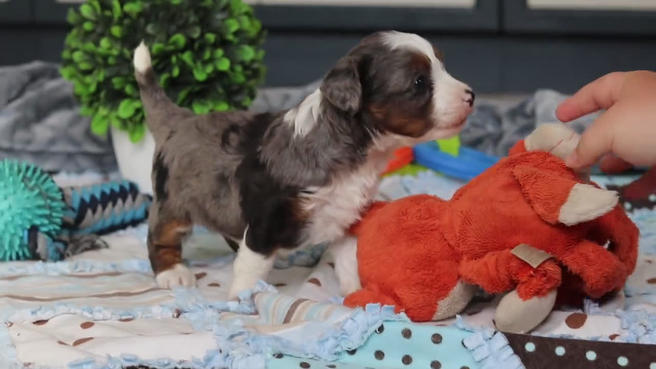 Mini Bernedoodle dogs for sale: Porter - Video 1