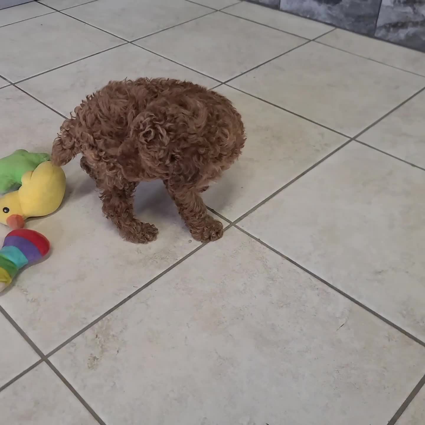 Miniature Poodle dogs for sale: Atlas - Video 1