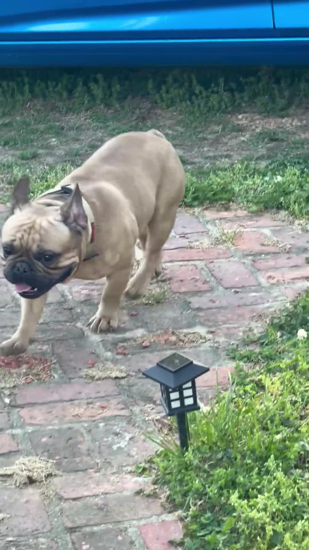 French Bulldog dogs for stud: Pacino - Video 1