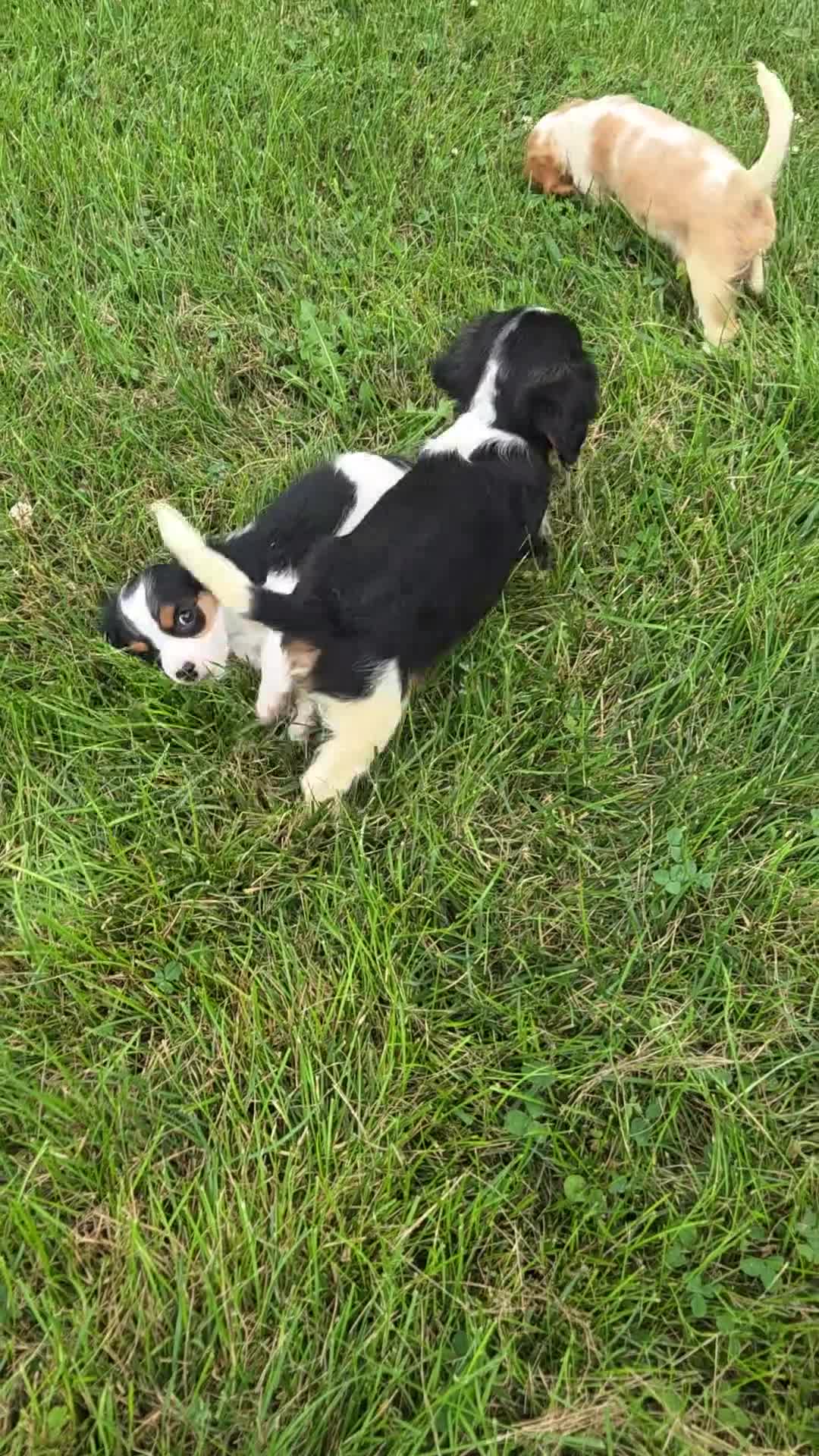 Cavalier King Charles Spaniel dogs for sale: Rider - Video 1