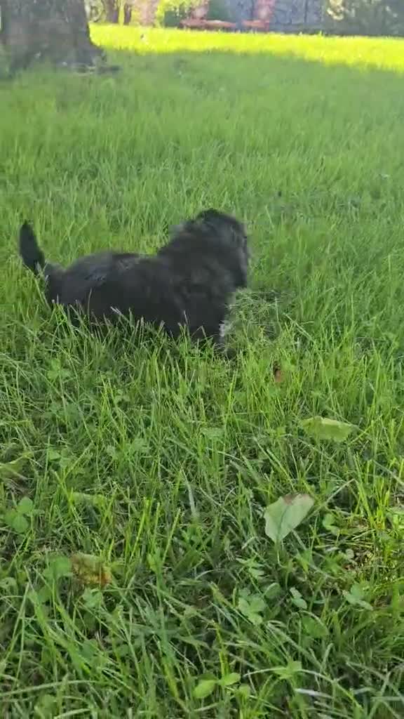 Shih Tzu dogs for sale: Jasper - Video 1