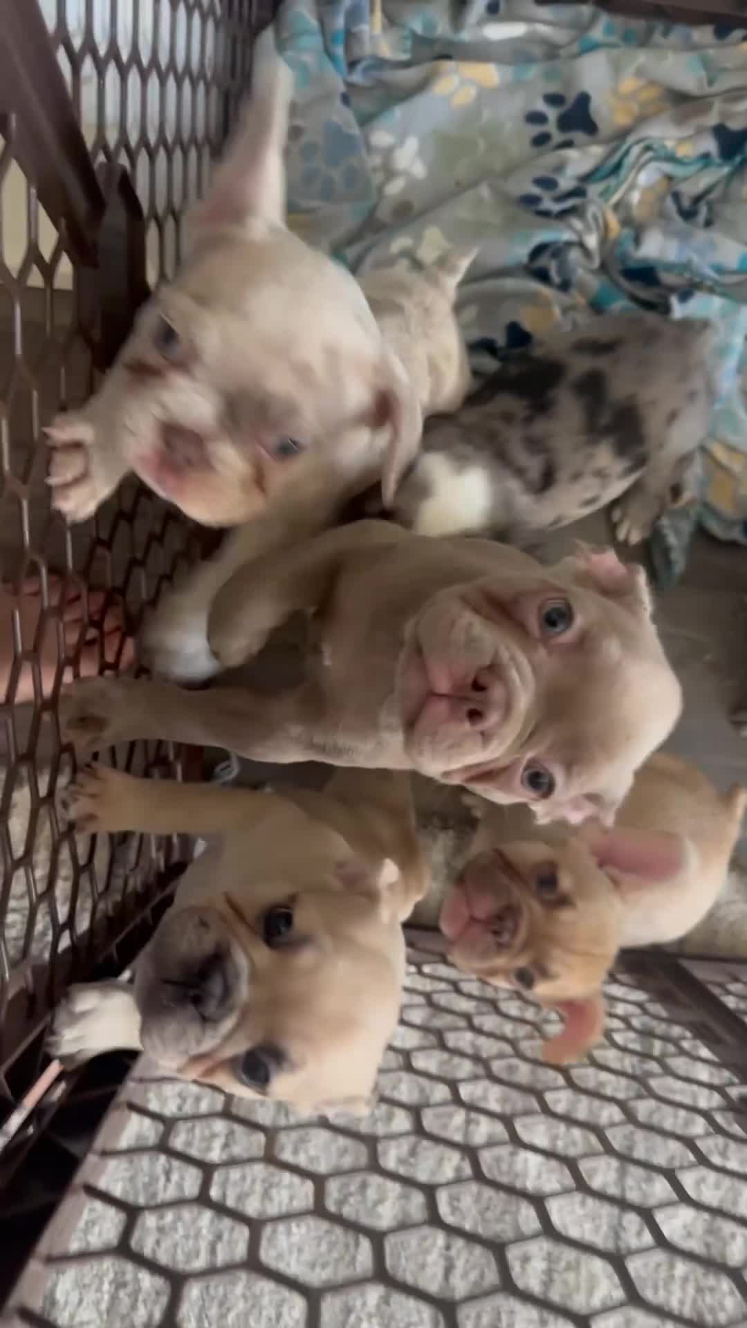 French Bulldog dogs for sale: Fawn frenchie - Video 1