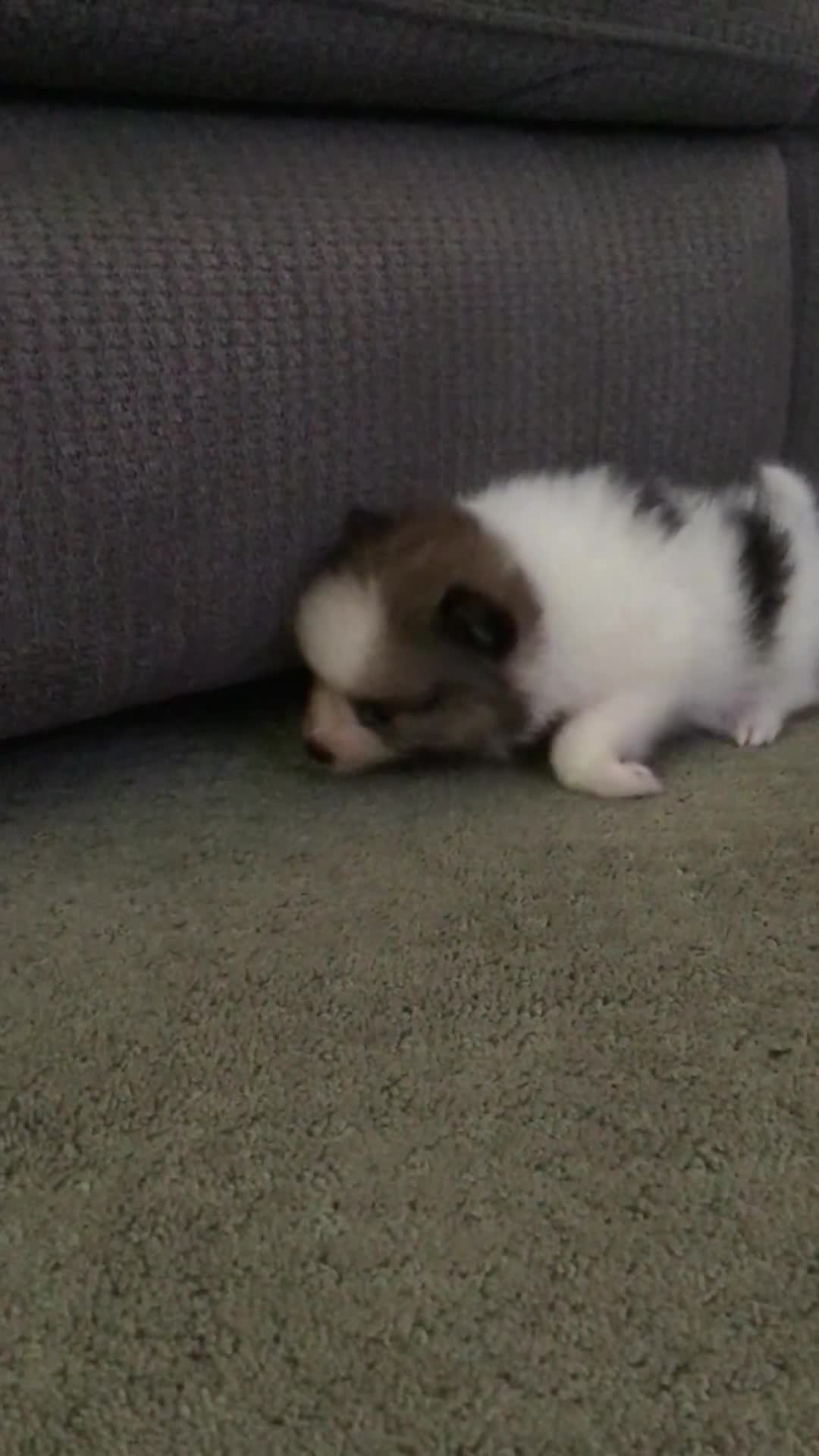 Pomeranian dogs for sale: Tim - Video 1