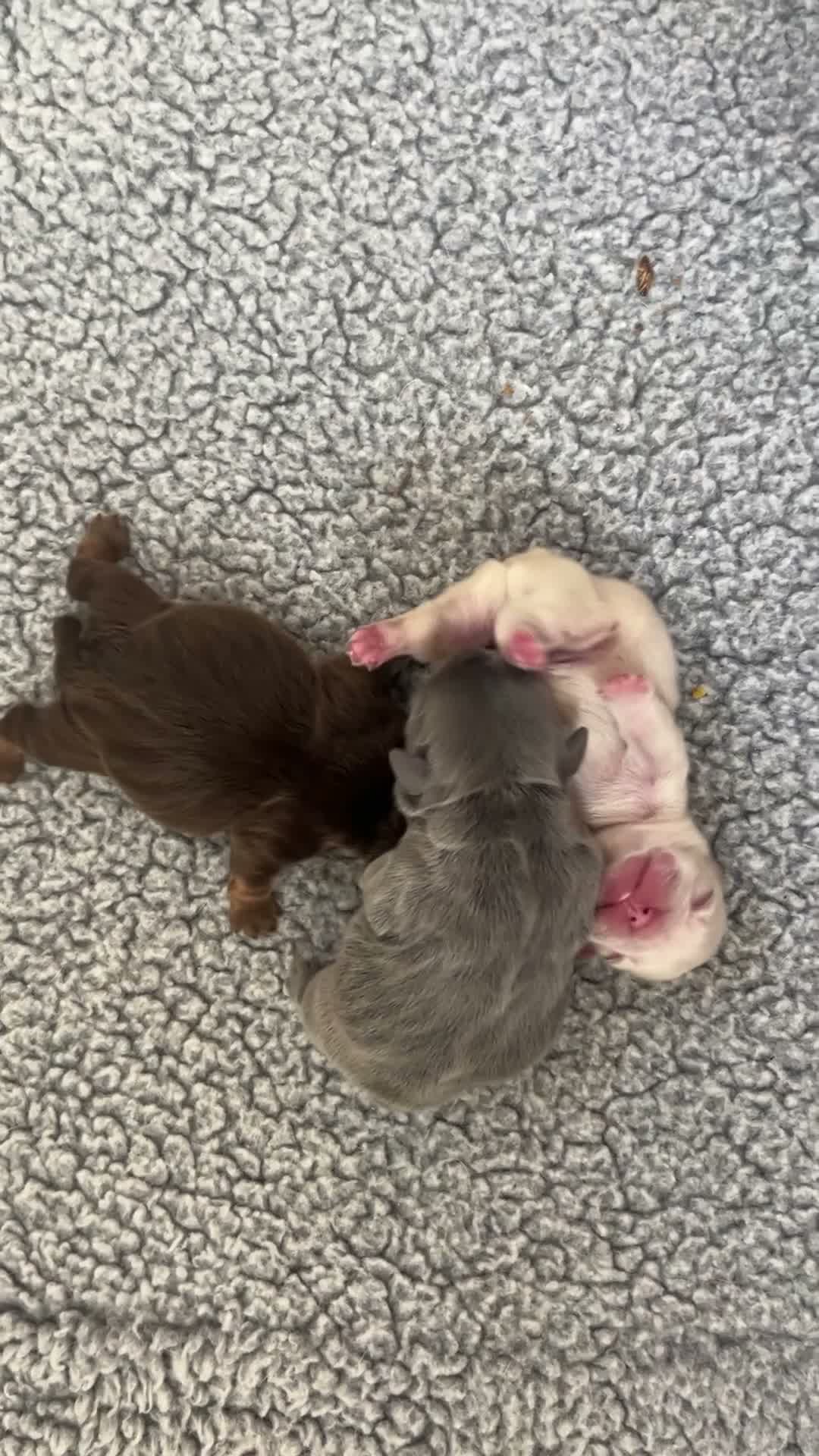 French Bulldog dogs for sale: Garth - Video 1