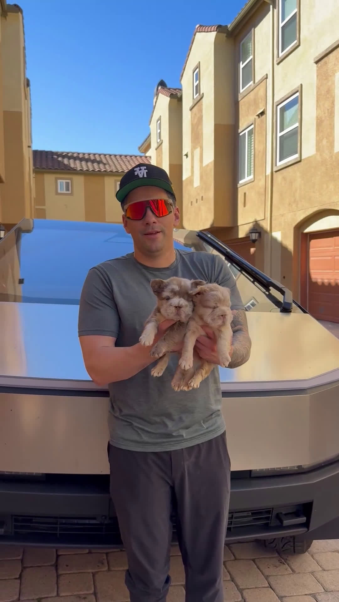 French Bulldog dogs for sale: Ace Boogie - Video 2