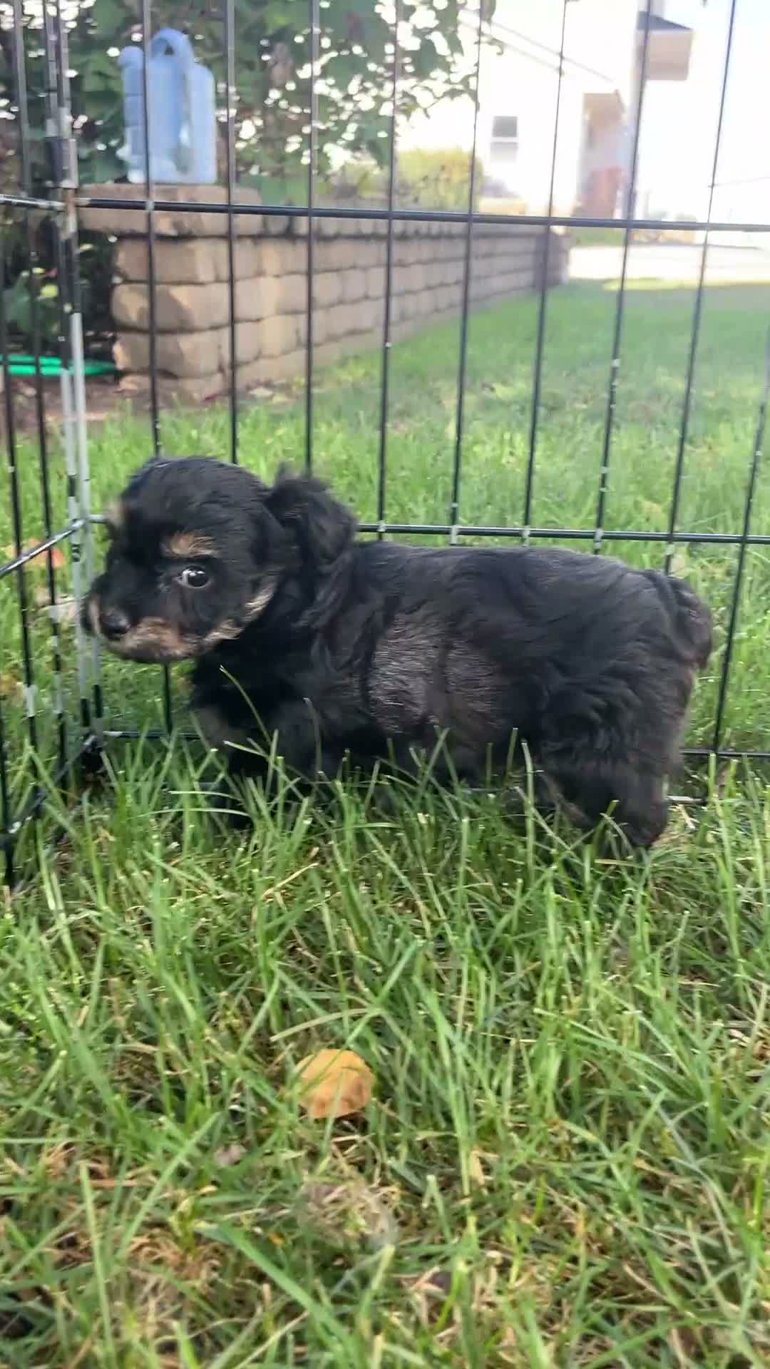 Mini Aussiedoodle dogs for sale: Dash - Video 1