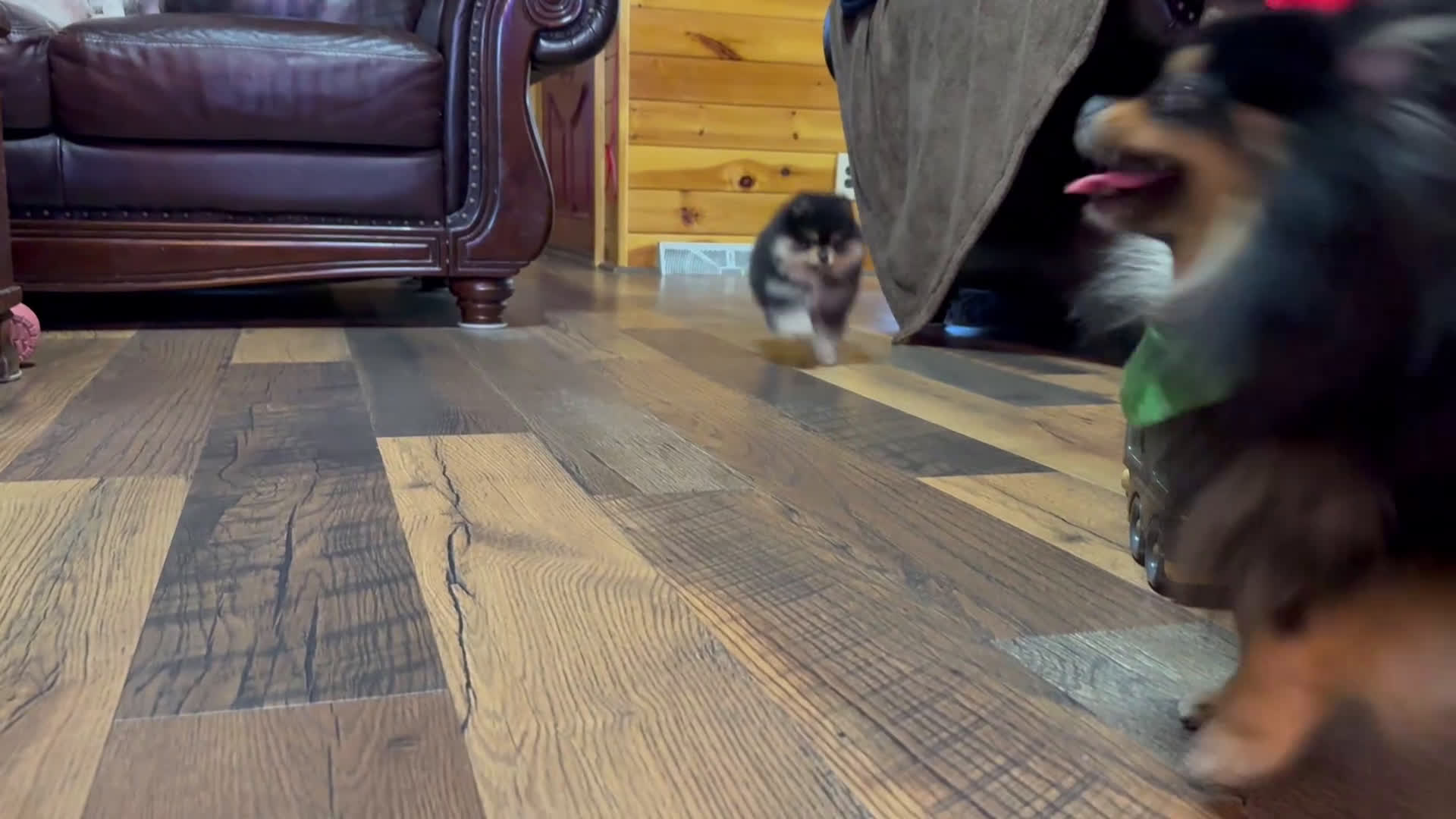 Pomeranian dogs for sale: Cannoli  - Video 1