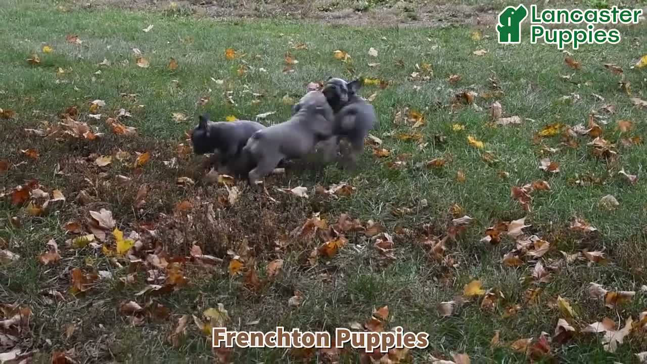 Frenchton dogs for sale: Bandit - Video 1