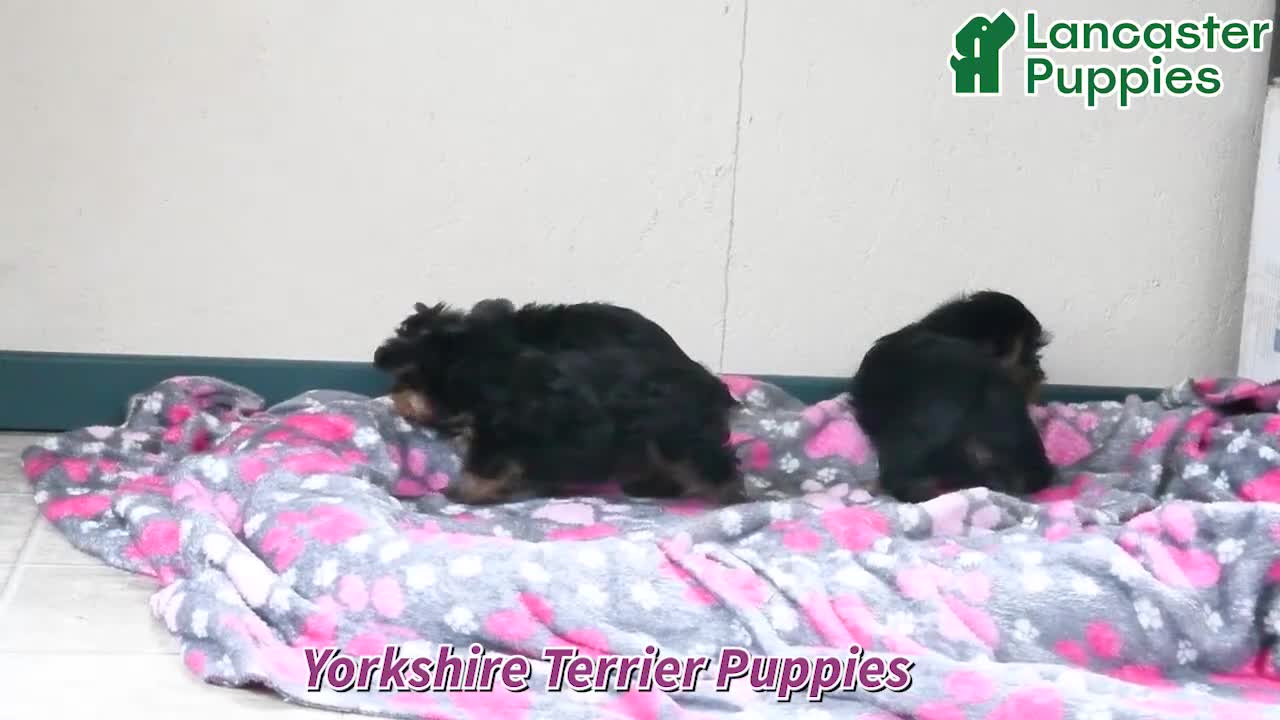 Yorkshire Terrier dogs for sale: Dumpling - Video 1