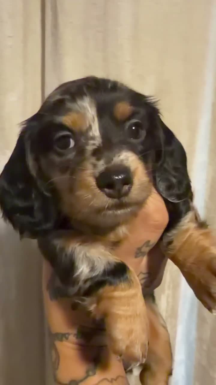 Miniature Dachshund dogs for sale: Tina - Video 1