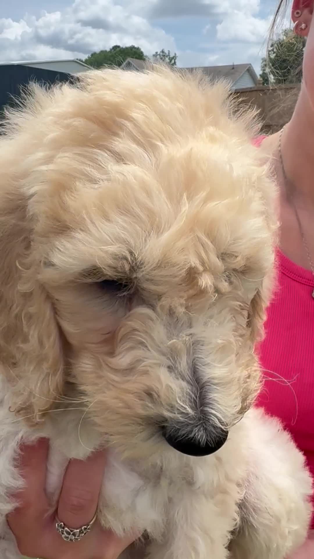 Goldendoodle dogs for sale: Milo multi generational  - Video 1