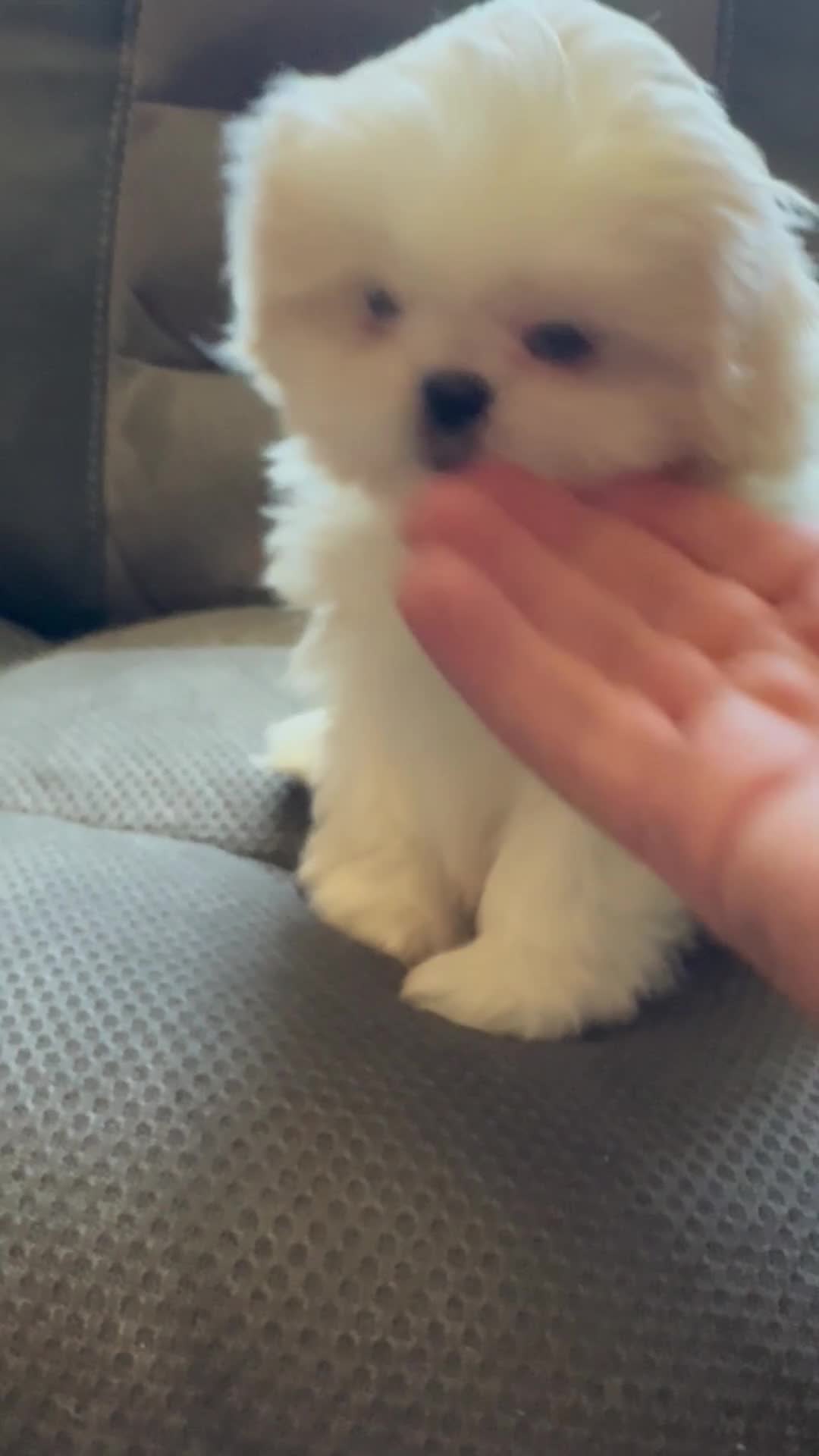Mixed Breed dogs for sale: Peki-tzu aka pikachu pups female - Video 1