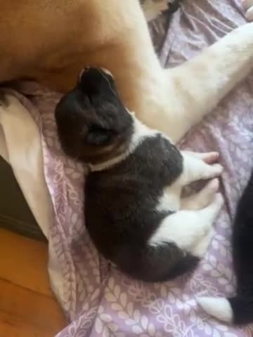 Akita dogs for sale: Akita 4 - Video 1