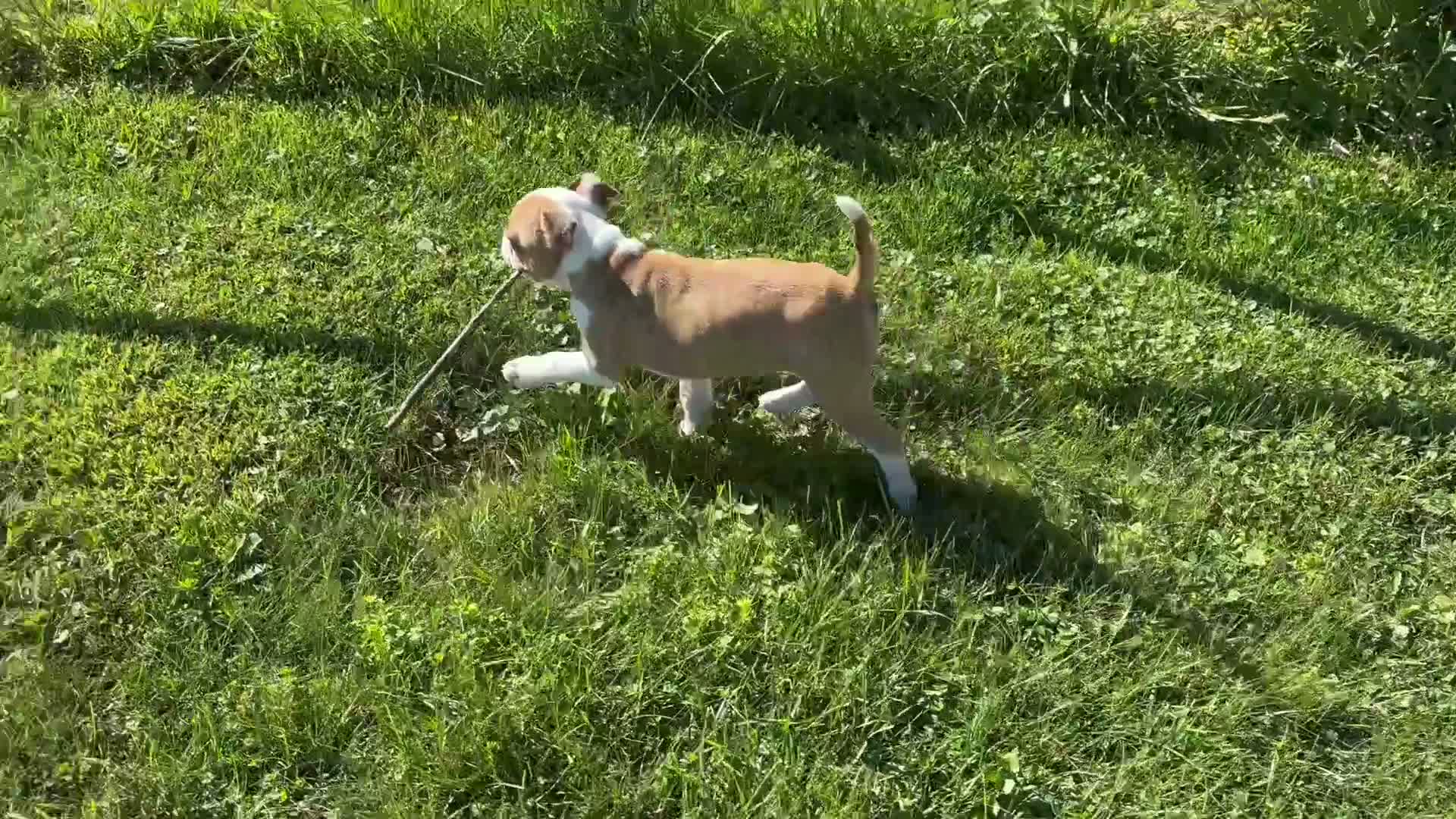 Frenchton dogs for sale: Zotz - Video 1