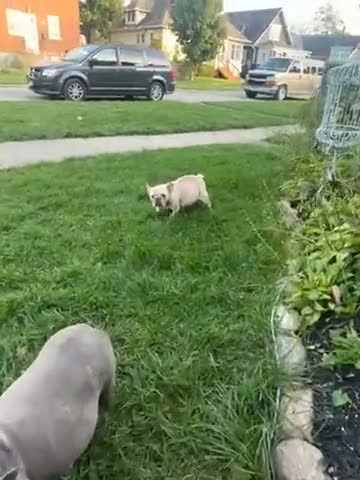French Bulldog dogs for sale: French Bulldog 2 - Video 1